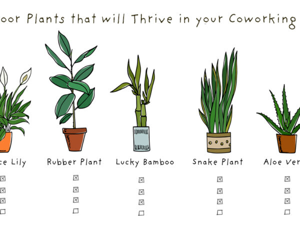 6 Indoor Plants that will Thrive in your Coworking Space