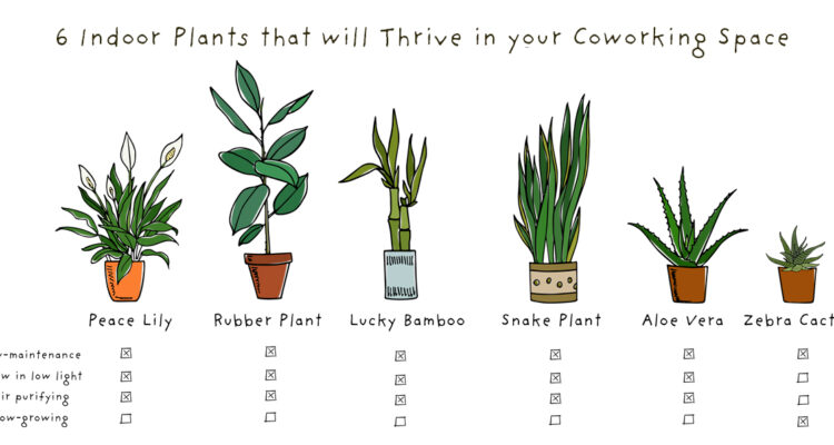 6 Indoor Plants that will Thrive in your Coworking Space