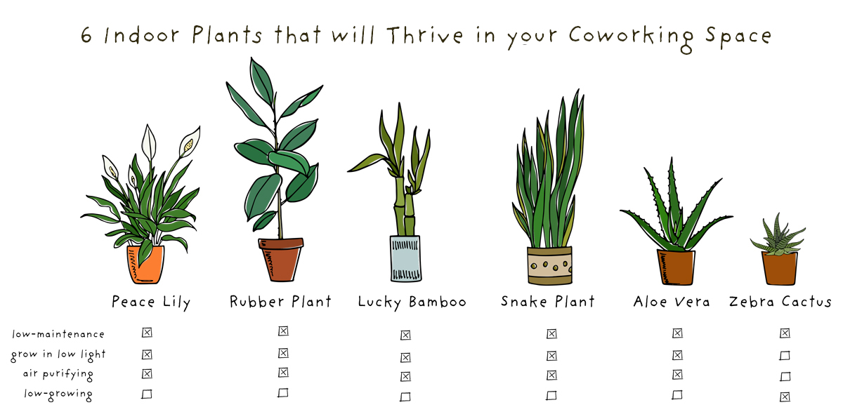 6 Indoor Plants that will Thrive in your Coworking Space